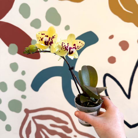 Phalaenopsis - Yellow and Purple Spotted Moth Orchid - Sprouts of Bristol