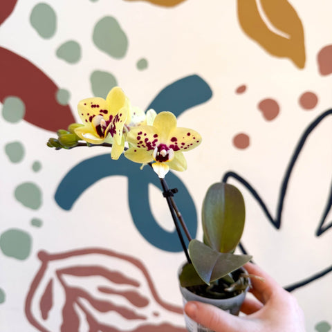 Phalaenopsis - Yellow and Purple Spotted Moth Orchid - Sprouts of Bristol