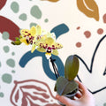 Phalaenopsis - Yellow and Purple Spotted Moth Orchid - Sprouts of Bristol
