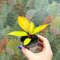 Philodendron 'Cherry Red' - Sprouts of Bristol