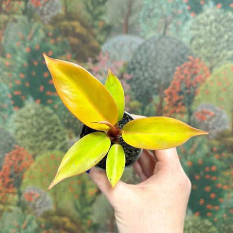 Philodendron 'Cherry Red' - Sprouts of Bristol