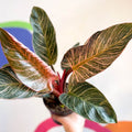 Philodendron erubescens 'Pink Bikini' - Sprouts of Bristol