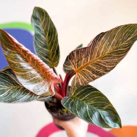 Philodendron erubescens 'Pink Bikini' - Sprouts of Bristol