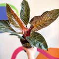 Philodendron erubescens 'Pink Bikini' - Sprouts of Bristol