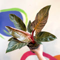 Philodendron erubescens 'Pink Bikini' - Sprouts of Bristol