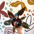 Philodendron erubescens 'Pink Princess Marble' - Sprouts of Bristol