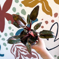 Philodendron erubescens 'Pink Princess Marble' - Sprouts of Bristol