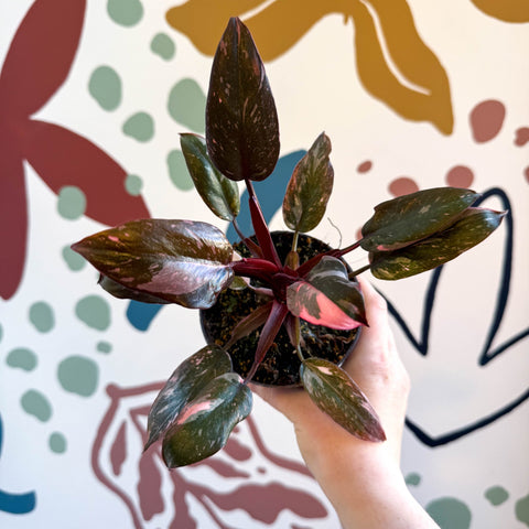 Philodendron erubescens 'Pink Princess Marble' - Sprouts of Bristol