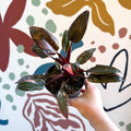 Philodendron erubescens 'Pink Princess Marble' - Sprouts of Bristol