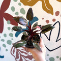 Philodendron erubescens 'Pink Princess Marble' - Sprouts of Bristol