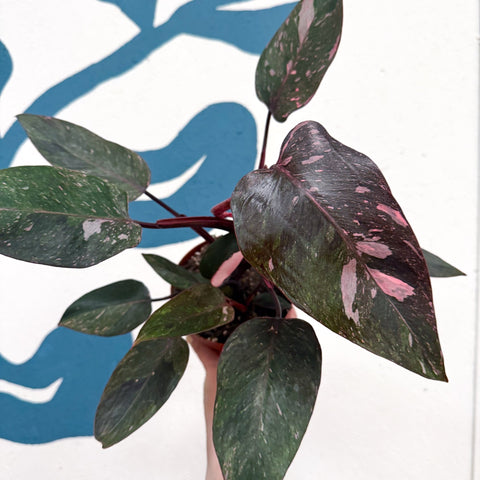 Philodendron erubescens 'Pink Princess Marble' - Sprouts of Bristol
