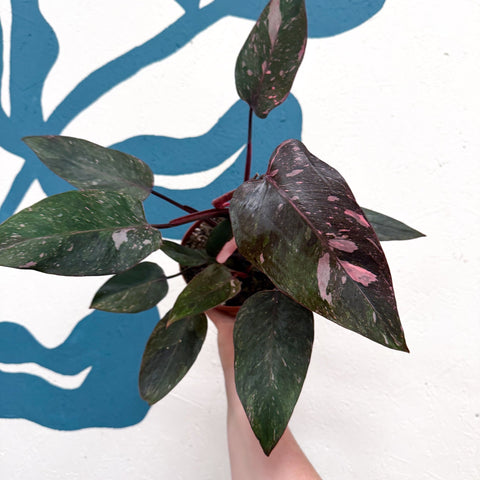 Philodendron erubescens 'Pink Princess Marble' - Sprouts of Bristol