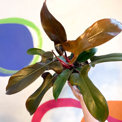 Philodendron 'Florida Bronze' - Sprouts of Bristol