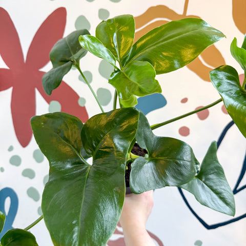 Philodendron goeldii 'Fun Bun' - Thaumatophyllum spruceanum - Sprouts of Bristol