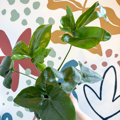 Philodendron goeldii 'Fun Bun' - Thaumatophyllum spruceanum - Sprouts of Bristol