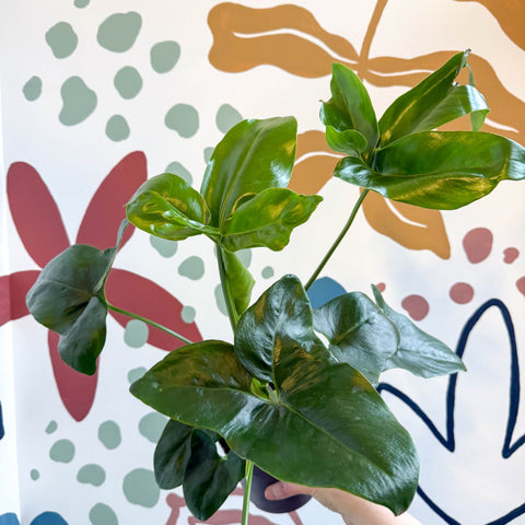Philodendron goeldii 'Fun Bun' - Thaumatophyllum spruceanum - Sprouts of Bristol