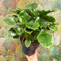Philodendron ‘Grizzly’ - Sprouts of Bristol
