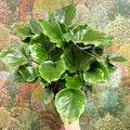 Philodendron ‘Grizzly’ - Sprouts of Bristol