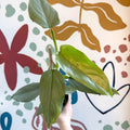 Philodendron hastatum 'Silver Queen' - Sprouts of Bristol