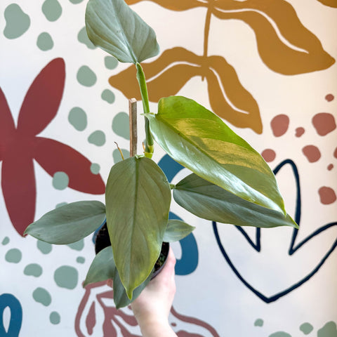 Philodendron hastatum 'Silver Queen' - Sprouts of Bristol