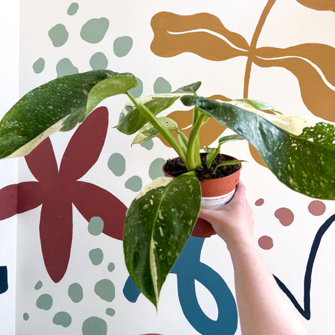 Philodendron ‘Jose Buono’ – Variegated Giant Leaf Philodendron - Sprouts of Bristol