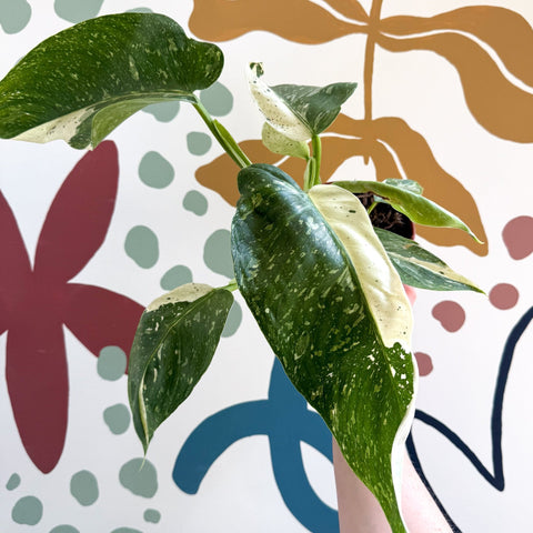 Philodendron ‘Jose Buono’ – Variegated Giant Leaf Philodendron - Sprouts of Bristol