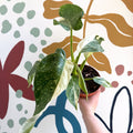Philodendron ‘Jose Buono’ – Variegated Giant Leaf Philodendron - Sprouts of Bristol