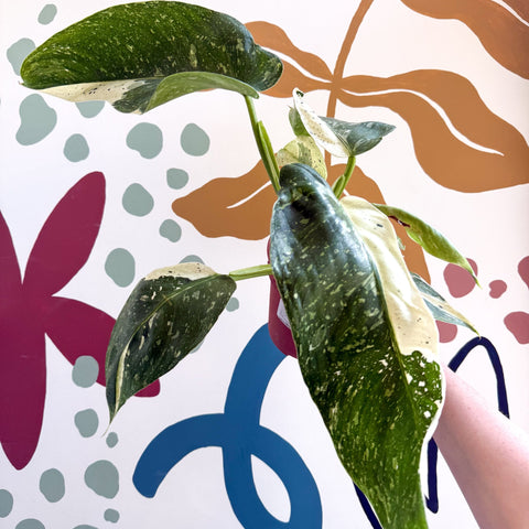 Philodendron ‘Jose Buono’ – Variegated Giant Leaf Philodendron - Sprouts of Bristol