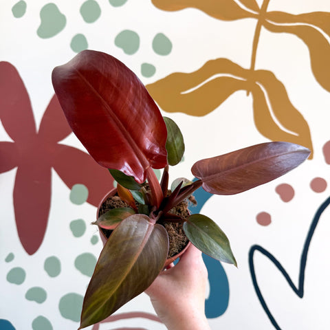 Philodendron 'McColley's Finale' - Sunset Philodendron - Sprouts of Bristol