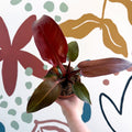 Philodendron 'McColley's Finale' - Sunset Philodendron - Sprouts of Bristol