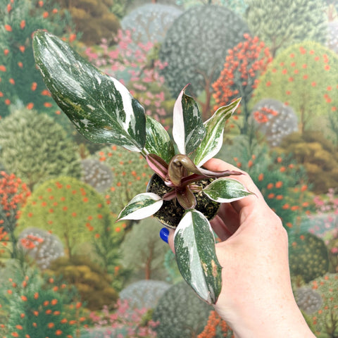 Philodendron 'Red Anderson' - Sprouts of Bristol
