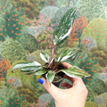 Philodendron 'Red Anderson' - Sprouts of Bristol