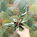 Philodendron 'Red Anderson' - Sprouts of Bristol