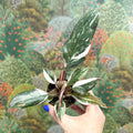 Philodendron 'Red Anderson' - Sprouts of Bristol