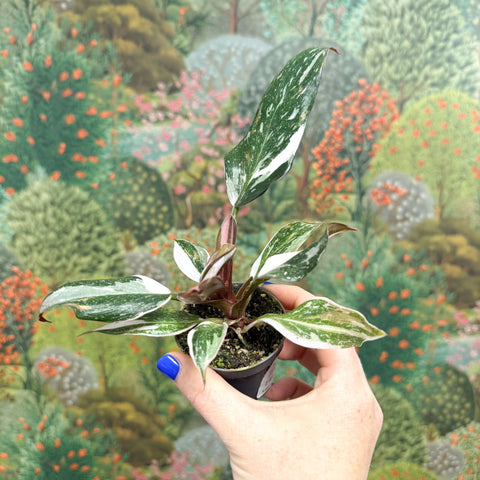 Philodendron 'Red Anderson' - Sprouts of Bristol
