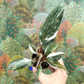 Philodendron 'Red Anderson' - Sprouts of Bristol