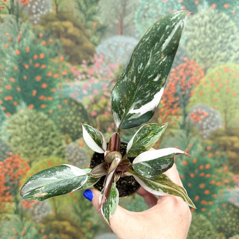Philodendron 'Red Anderson' - Sprouts of Bristol