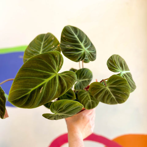 Philodendron rubrijuvenile 'El Choco Red ' - Sprouts of Bristol