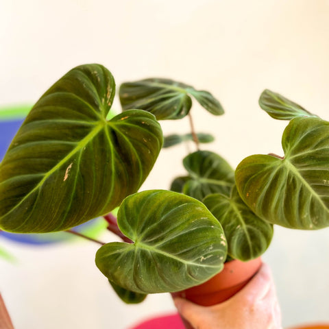 Philodendron rubrijuvenile 'El Choco Red ' - Sprouts of Bristol