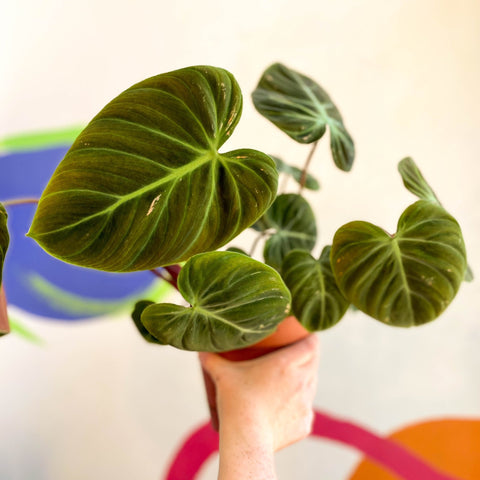 Philodendron rubrijuvenile 'El Choco Red ' - Sprouts of Bristol