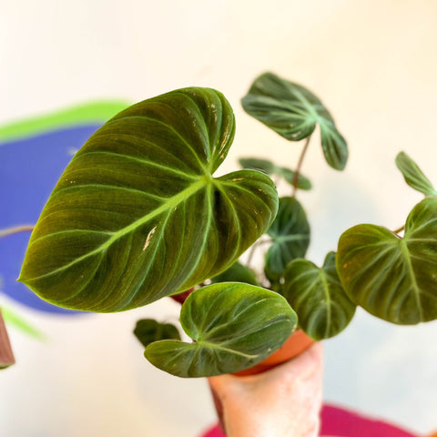 Philodendron rubrijuvenile 'El Choco Red ' - Sprouts of Bristol