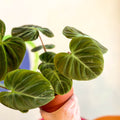 Philodendron rubrijuvenile 'El Choco Red ' - Sprouts of Bristol
