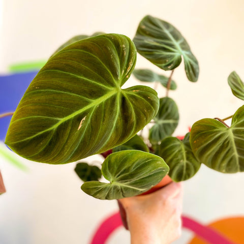 Philodendron rubrijuvenile 'El Choco Red ' - Sprouts of Bristol