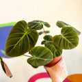 Philodendron rubrijuvenile 'El Choco Red ' - Sprouts of Bristol