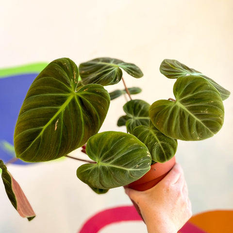 Philodendron rubrijuvenile 'El Choco Red ' - Sprouts of Bristol