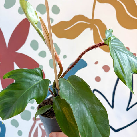 Philodendron squamiferum - Sprouts of Bristol