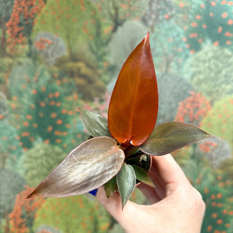 Philodendron 'Sun Red' - Sprouts of Bristol