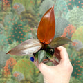 Philodendron 'Sun Red' - Sprouts of Bristol