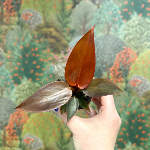 Philodendron 'Sun Red' - Sprouts of Bristol