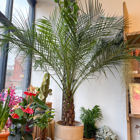 Phoenix roebelenii - Pygmy Date Palm - Sprouts of Bristol